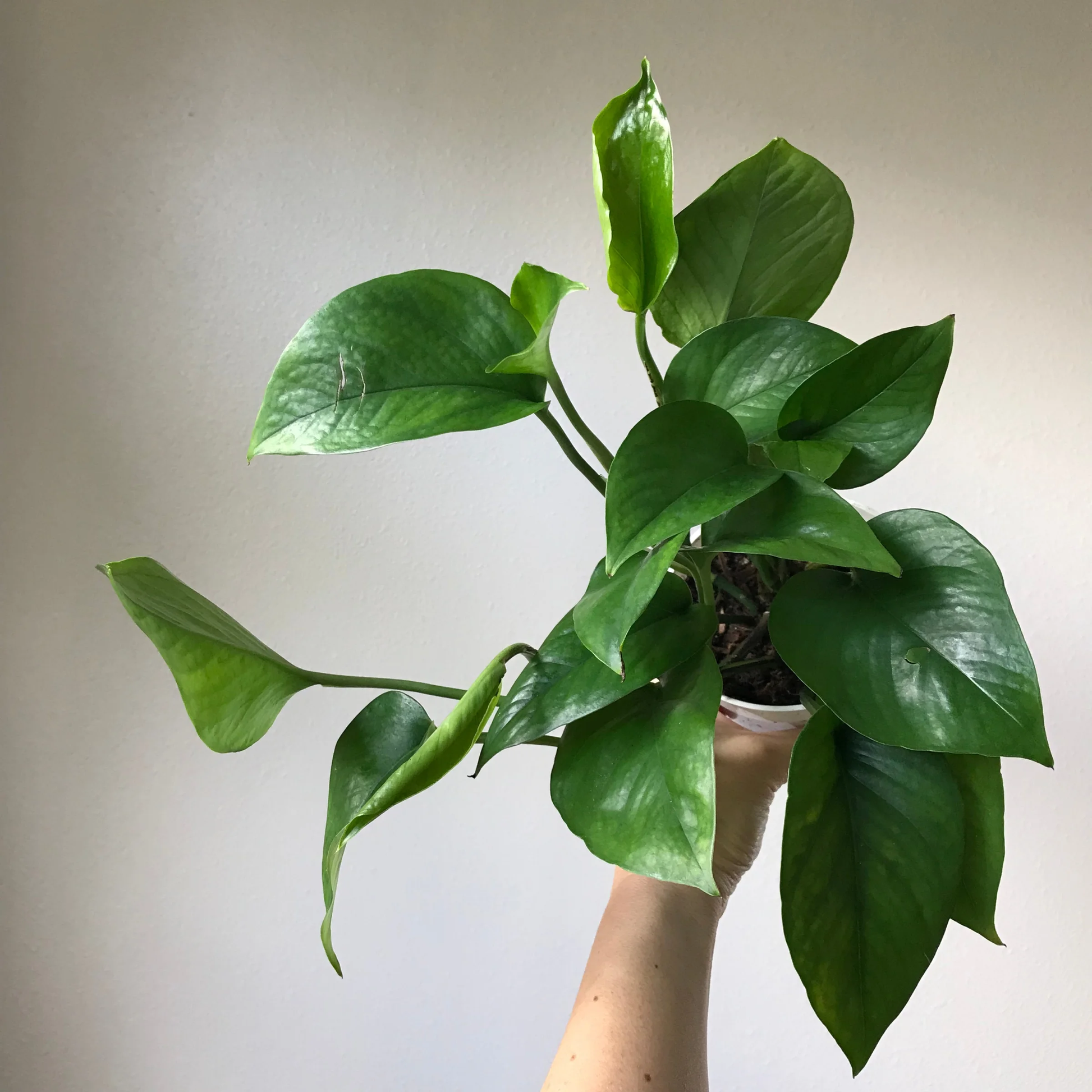 Green queen Jade Pothos - 4''