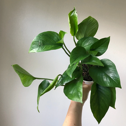 Green queen Jade Pothos - 4''