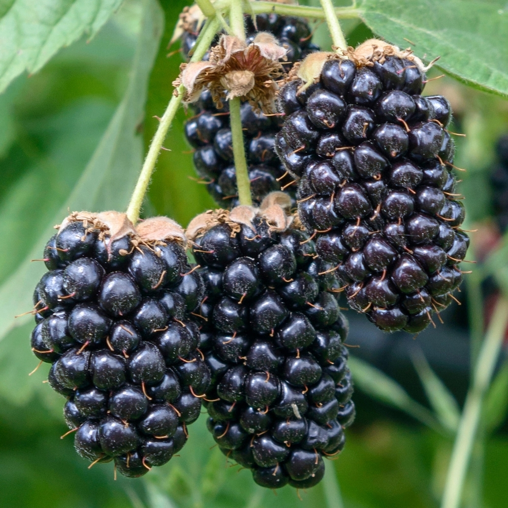 Columbia Giant-Blackberry - Rubus - 10 Plants