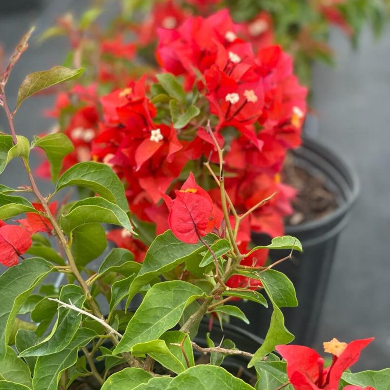 Bougainvillea - 'Flame'