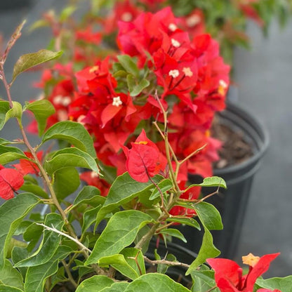 Bougainvillea - 'Flame'