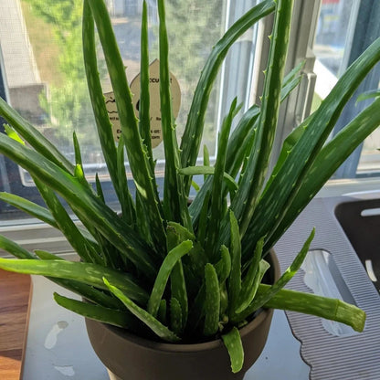 Medicinal Aloe Vera