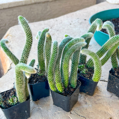 Hildewintera Colademononis Monkey Tail Cactus ( 3 tails) - 6''