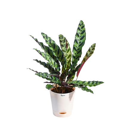 Calathea Rattlesnake Lancifolia - 6''