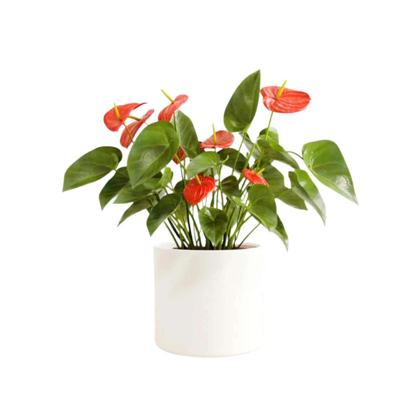 Surprise Anthurium - 4"