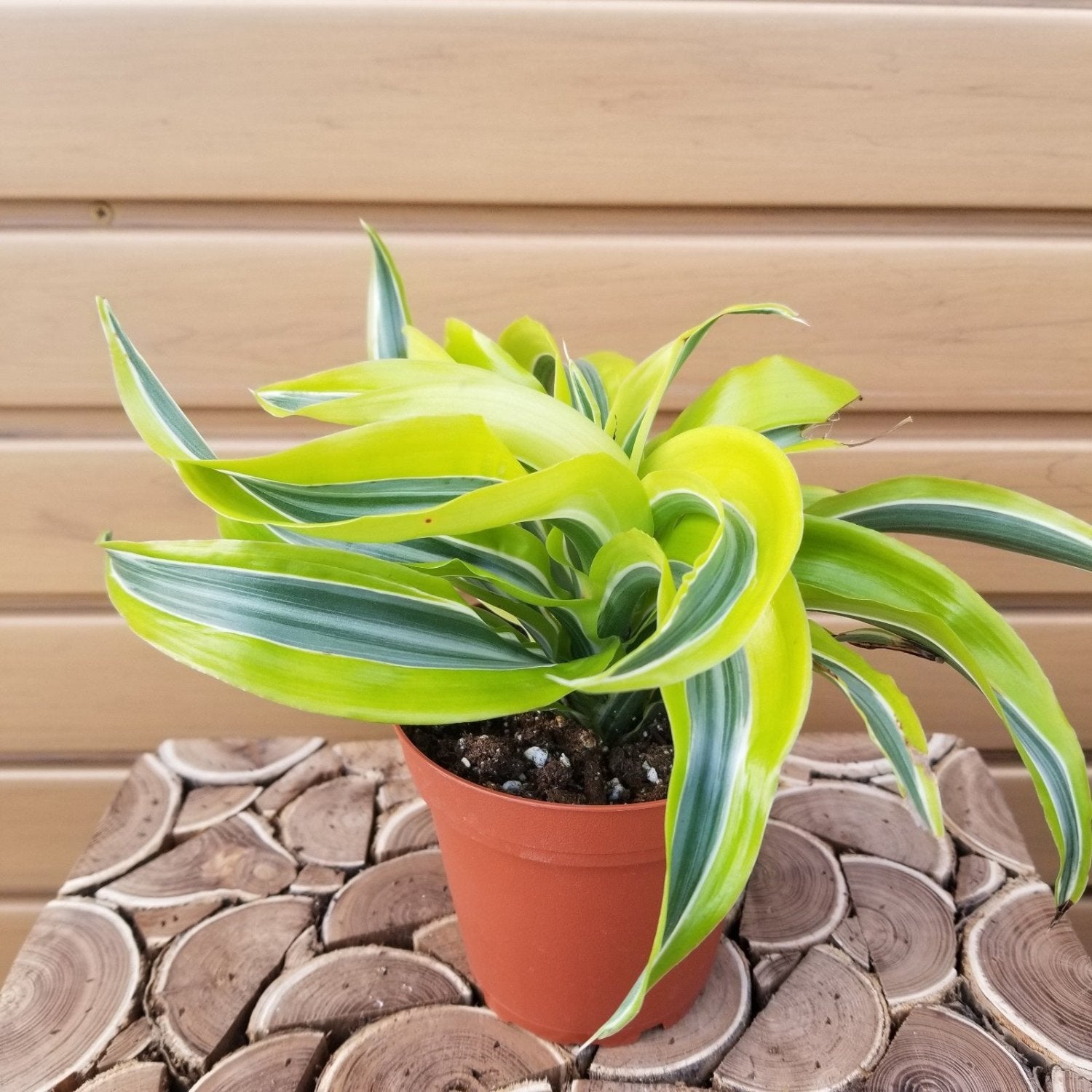 Dracaena Combo 3 pots - 4''