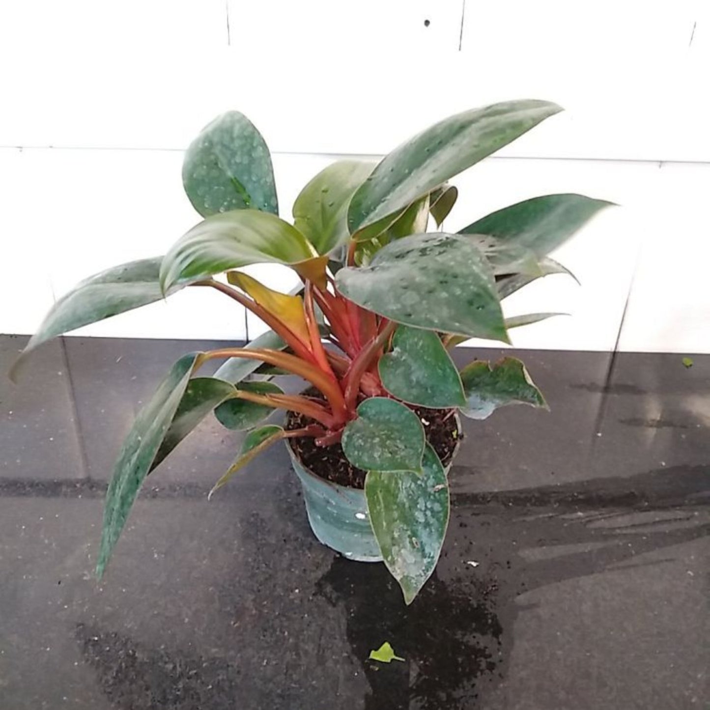 Philodendron Red Back - 6''