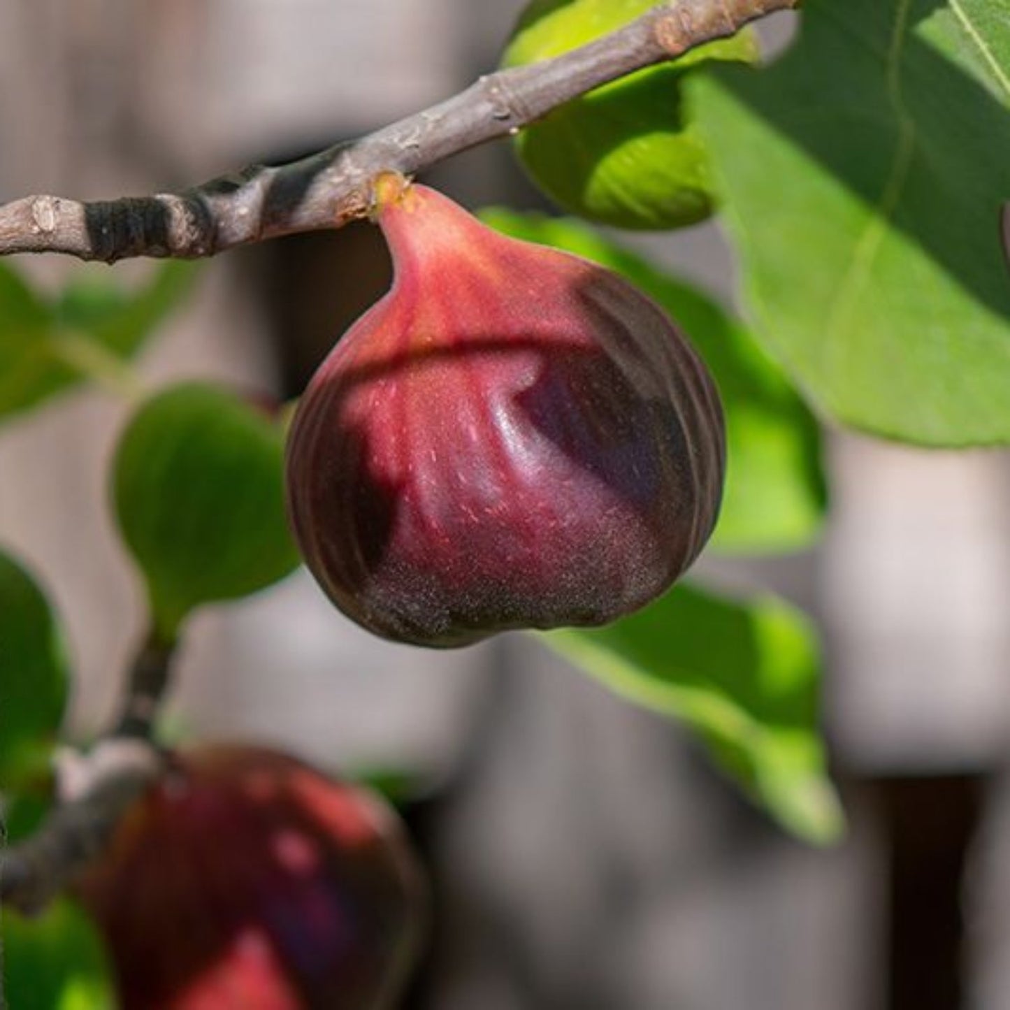 Fig Tree - 'Brown Turkey' - Fruiting Fig Tree - Ficus Carica