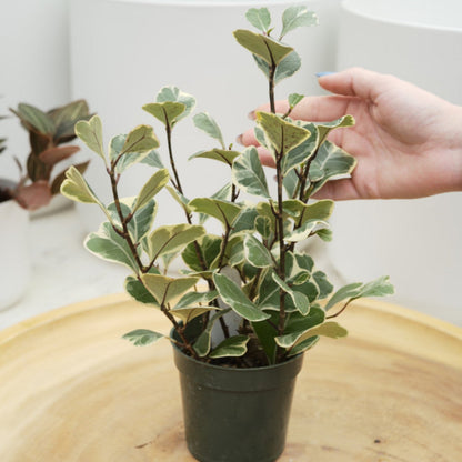 Ficus Triangularis Variegata - 6"