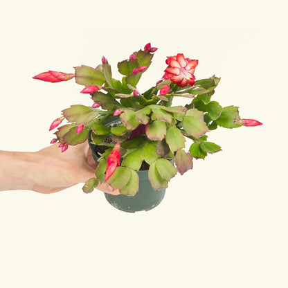 Christmas Cactus Red - 4''