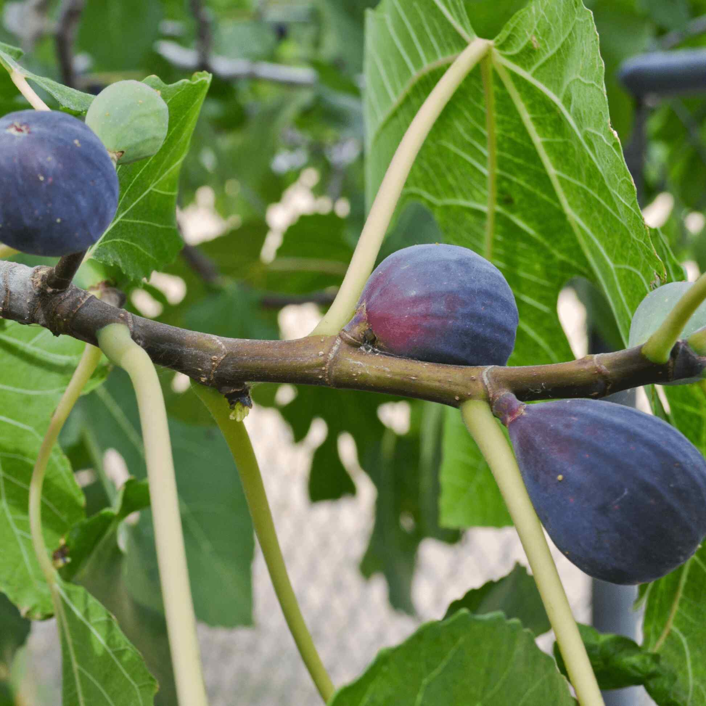 Pomegranate And Fig Tree - Fruit Trees Live Plant