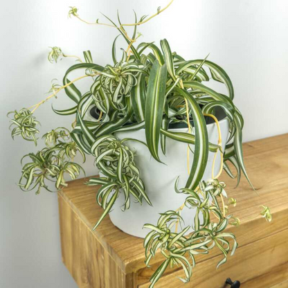 Bonnie Curly Spider Plant - 6''