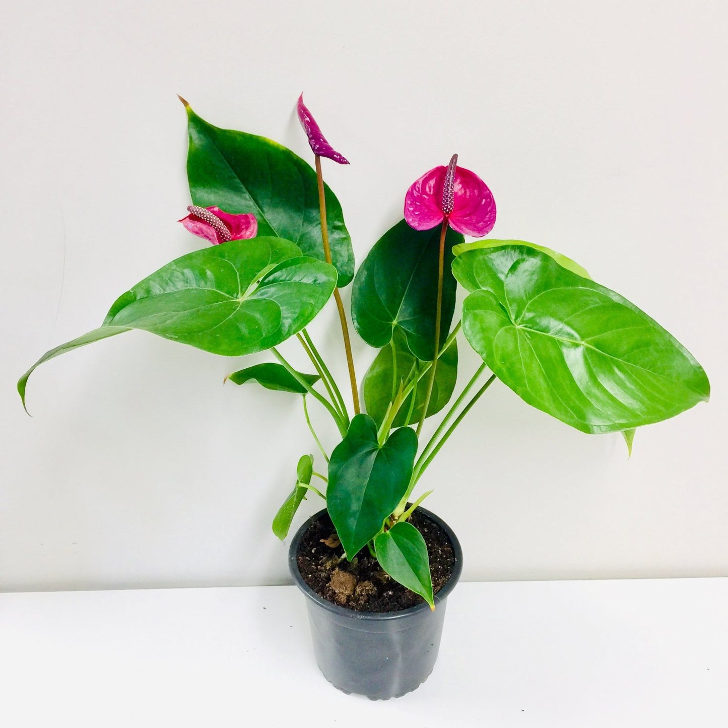 Purple Anthurium - 6"