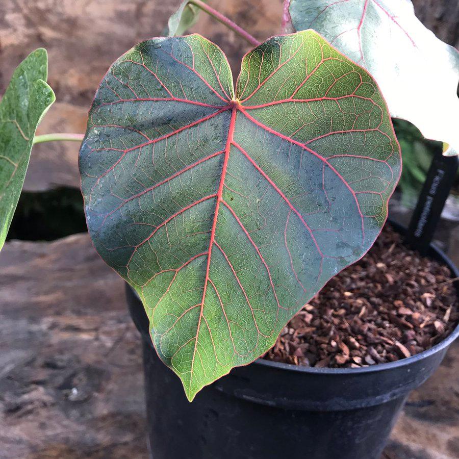 Ficus Petiolaris- 4''