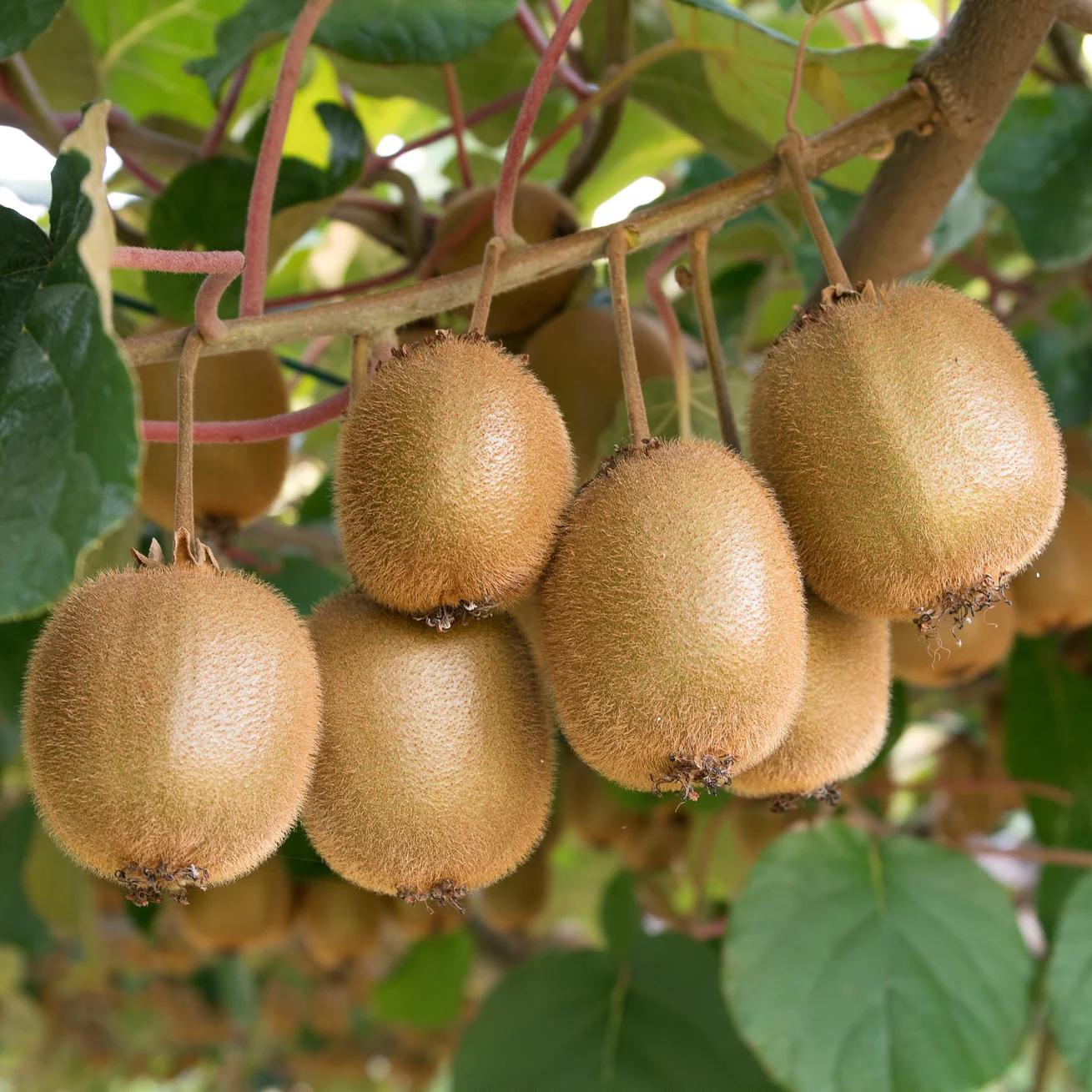 Male Kiwi - Actinidia chinensis - Male Tomuri! Live Plant