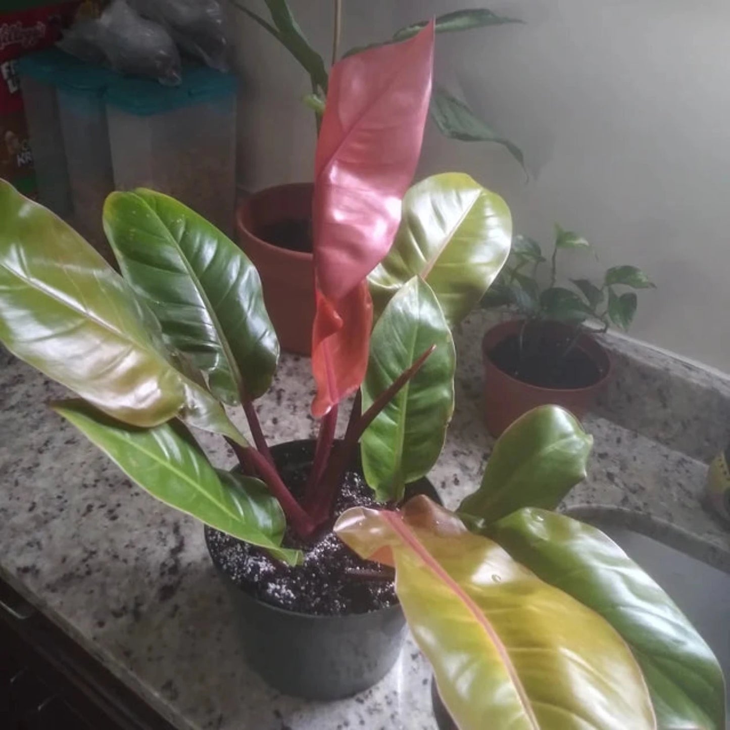 Philodendron (Prince of Orange) - 8''