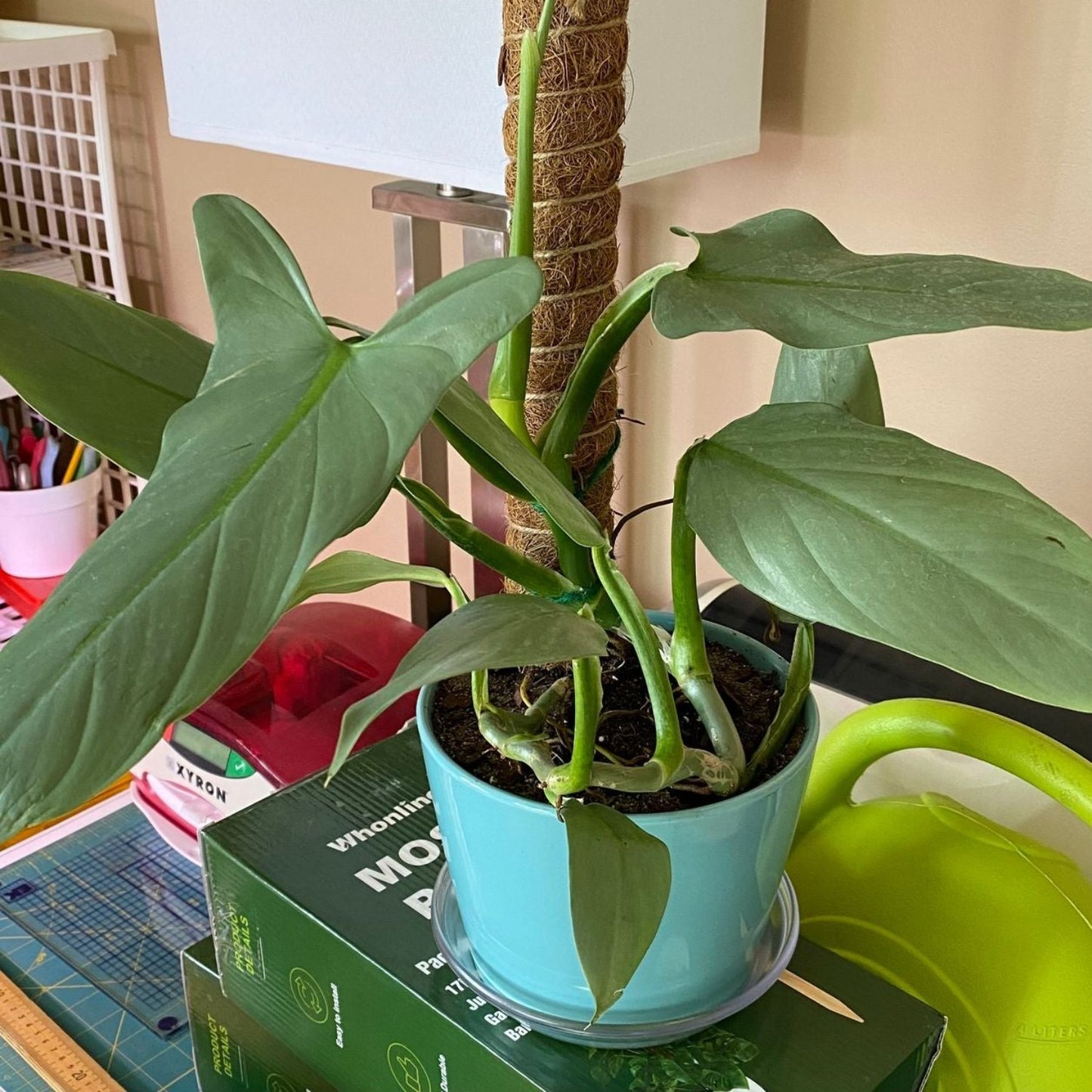 Philodendron Silver Sword - 6"