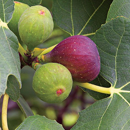 Fig Tree Edible Live Plant Violet de Bordeaux