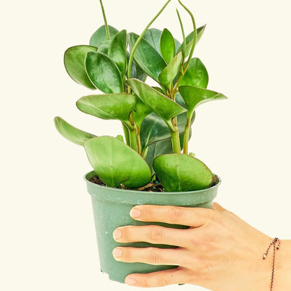 Peperomia - Obtusifolia - 'Baby Rubber Plant'