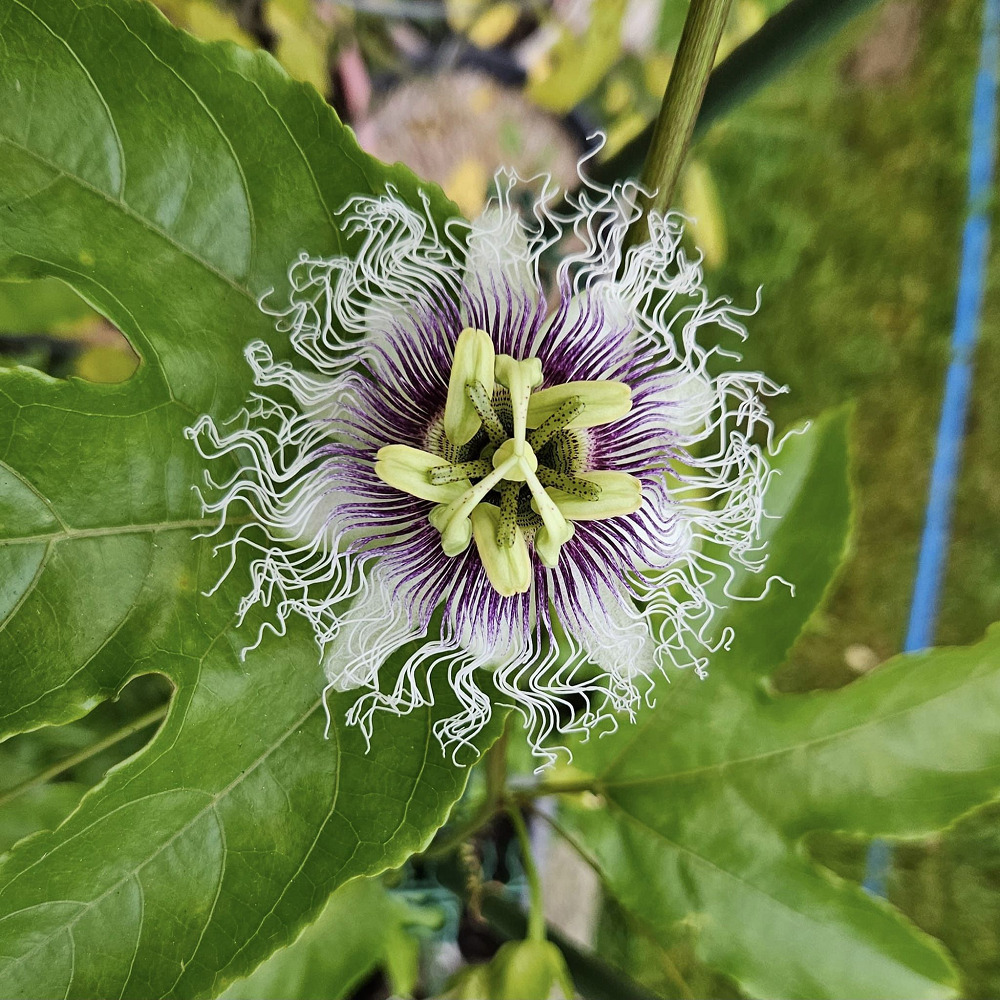 Passion Flower Possum Purple 2 Plants - Garden Perennial Vine