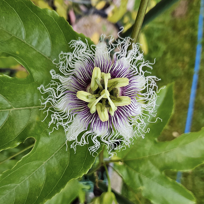 Passion Flower Possum Purple 2 Plants - Garden Perennial Vine