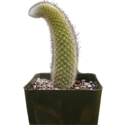 Hildewintera Colademononis Monkey Tail Cactus (one tail)- 4''