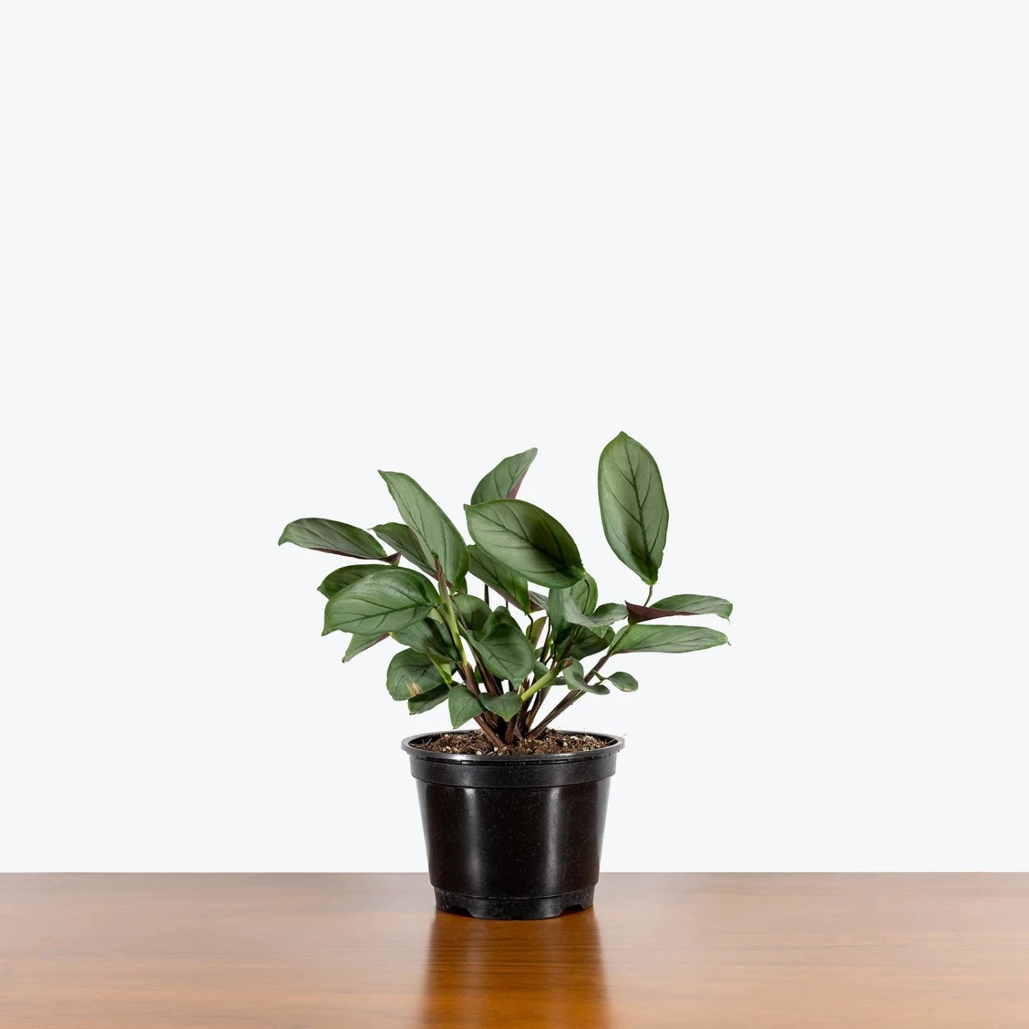 Calathea Setosa Grey Star - 4''