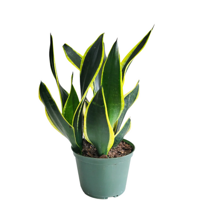 Sansevieria Black Gold - 2"