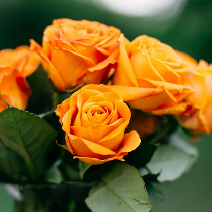 Orange Rose Seeds