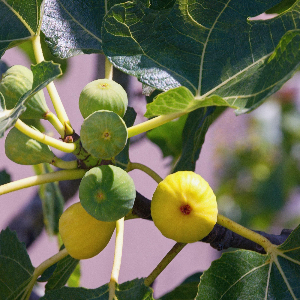 Ischia Fig - 4 Ficus carica 