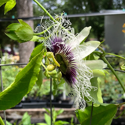 Passion Fruit - Possum Purple - Passiflora edulis 1 Live Plant