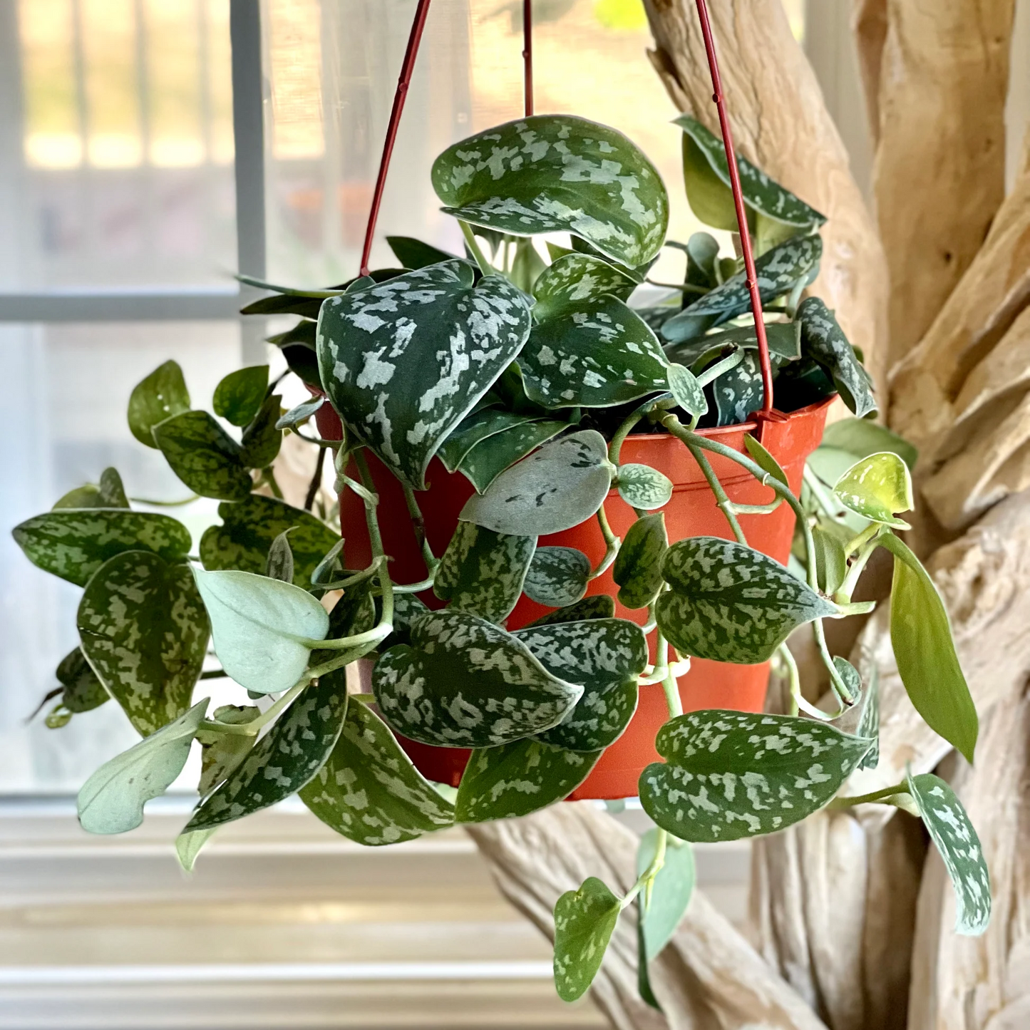 Satin Pothos - 6''