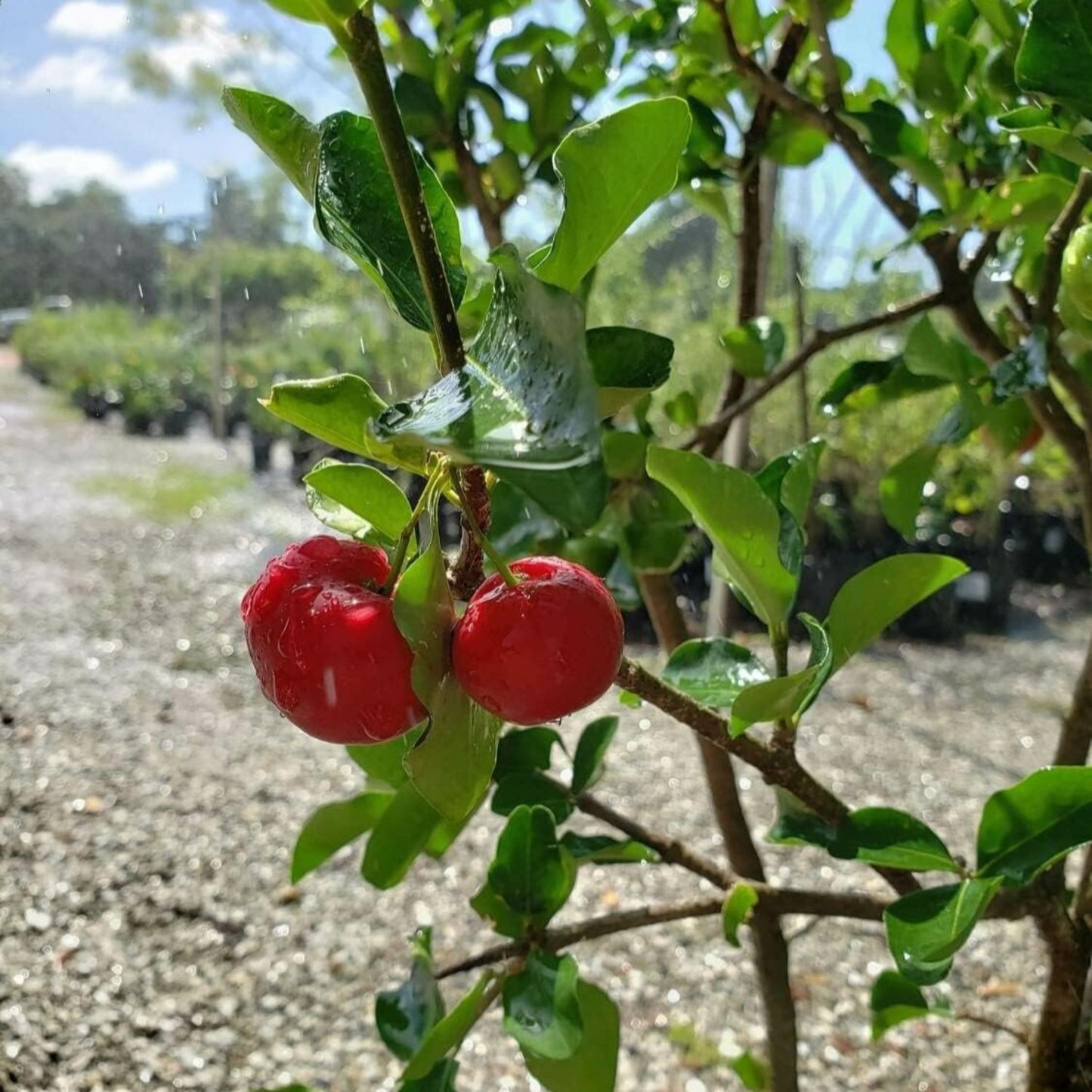 Acerola - Barbados Cherry - Malpighia emarginata