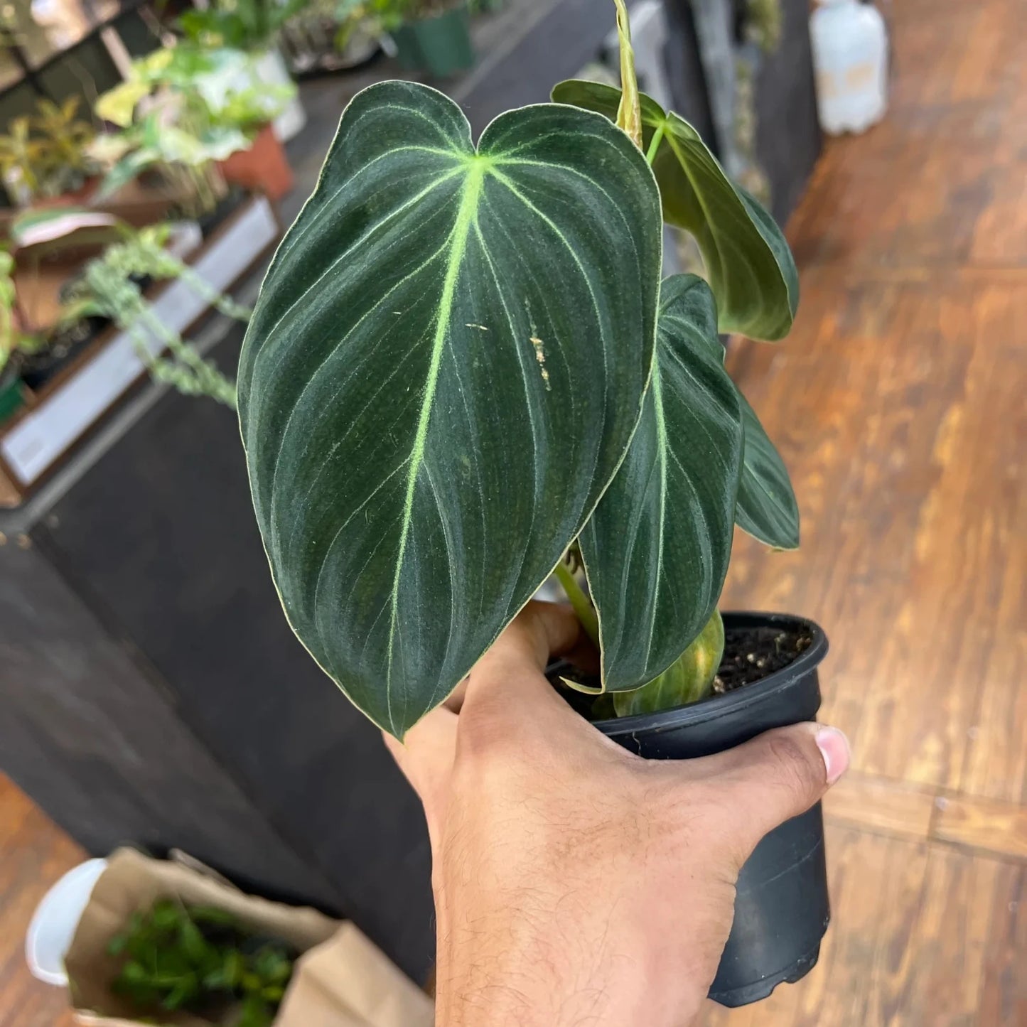 Philodendron MELANOCHRYSUM - 4"