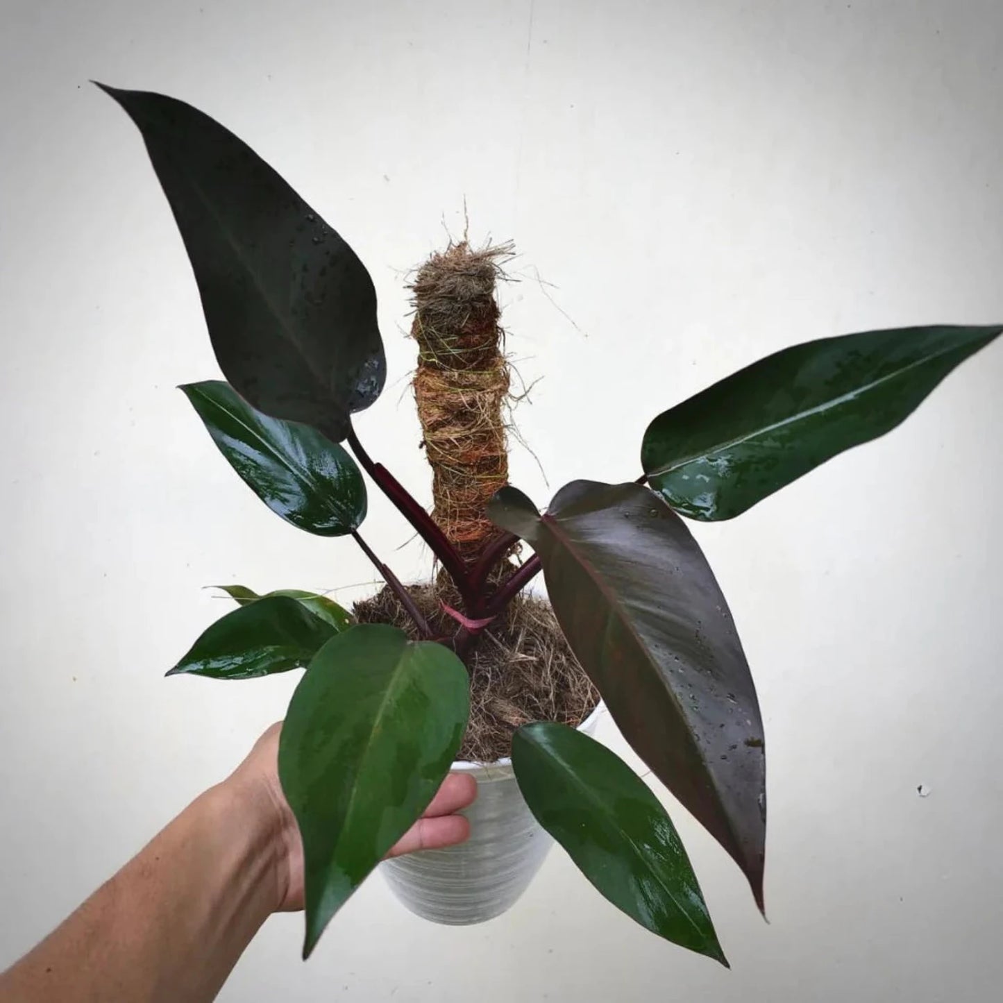 Philodendron Royal - 6"