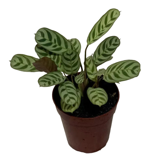 Calathea Ctenanthe x Burle Marx - 6"