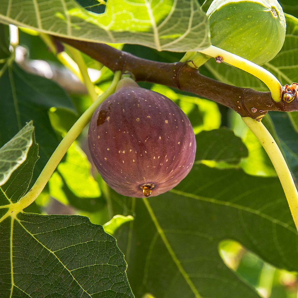 Live Fig Trees 20 Yellow Long Neck and 20 Fignomenal