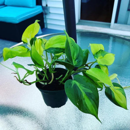 Philodendron Brazilian-4''