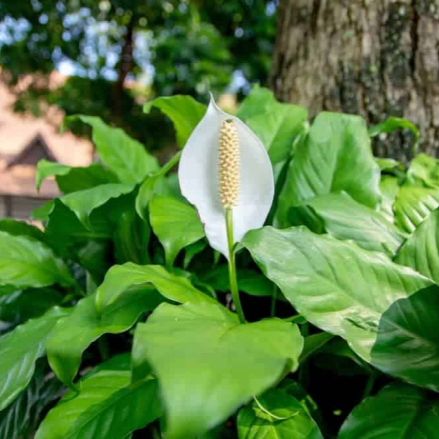 Peace Lily - 2''