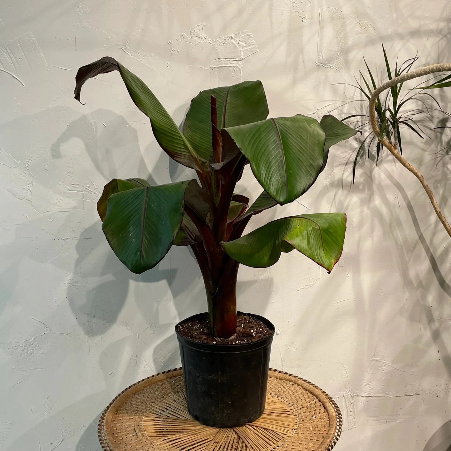 Ensete Maurelii - Red Abyssinian Banana 4-6" tall