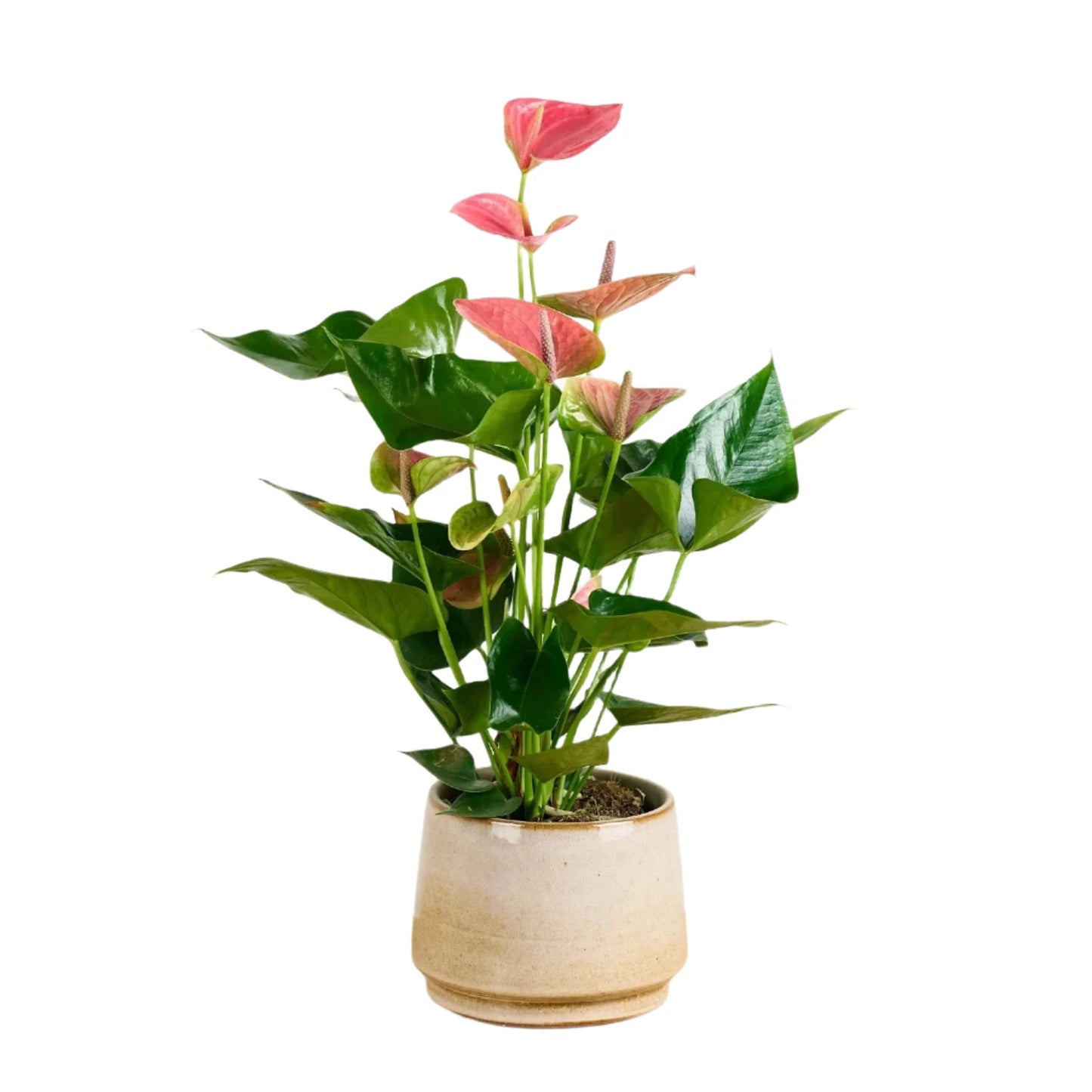 Variegated Pink & White Anthurium - 6''