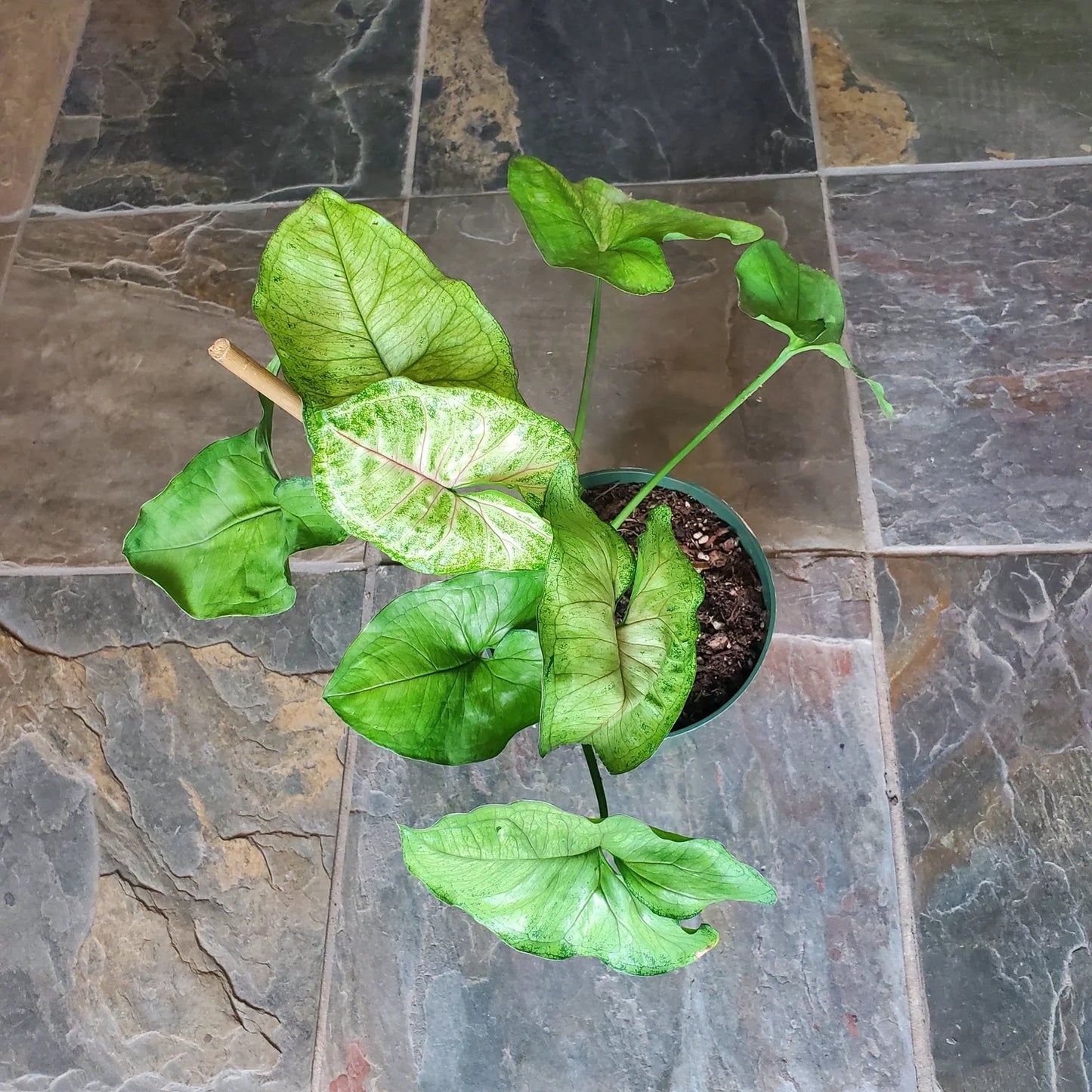 Creamsicle Syngonium Nephthytis - 4''