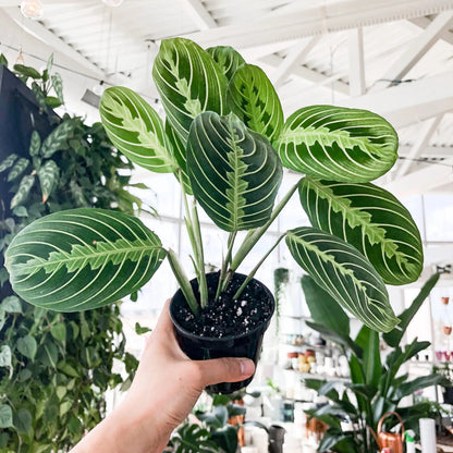 Lemon Lime Maranta - 2"