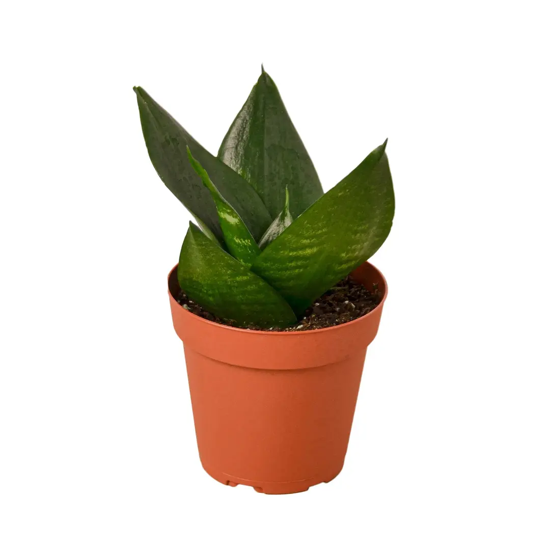 Sansevieria Snake Plant Emerald Star - 4"