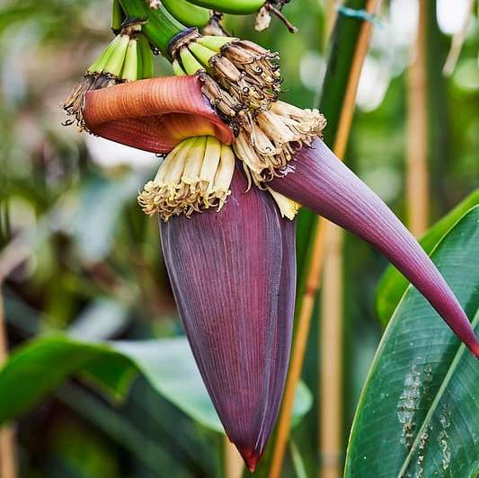 Musa - 4 Dwarf Cavendish - 4-8" Banana Tree ORGANIC