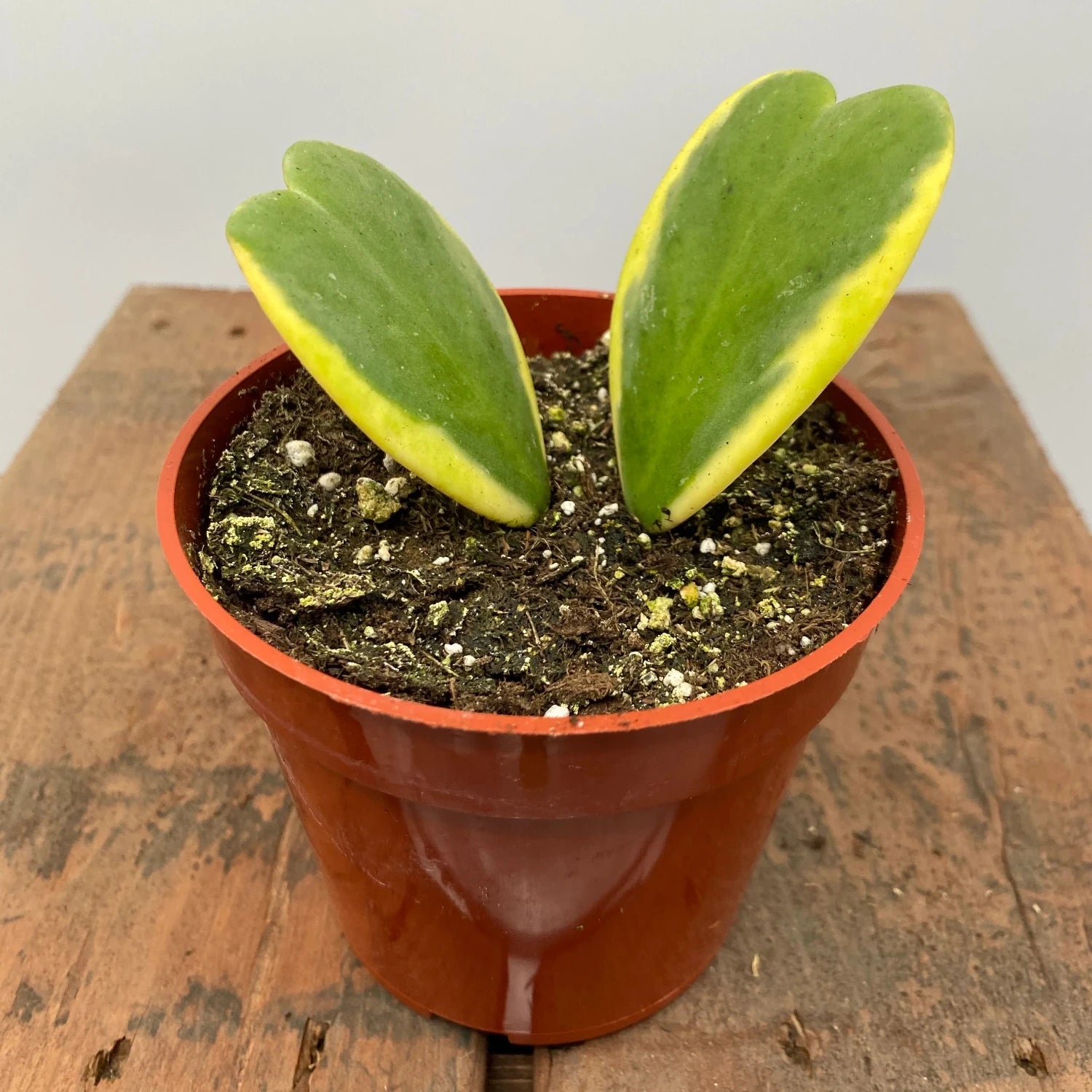 Hoya Kerrii Variegated (Two Leaves) - 4"