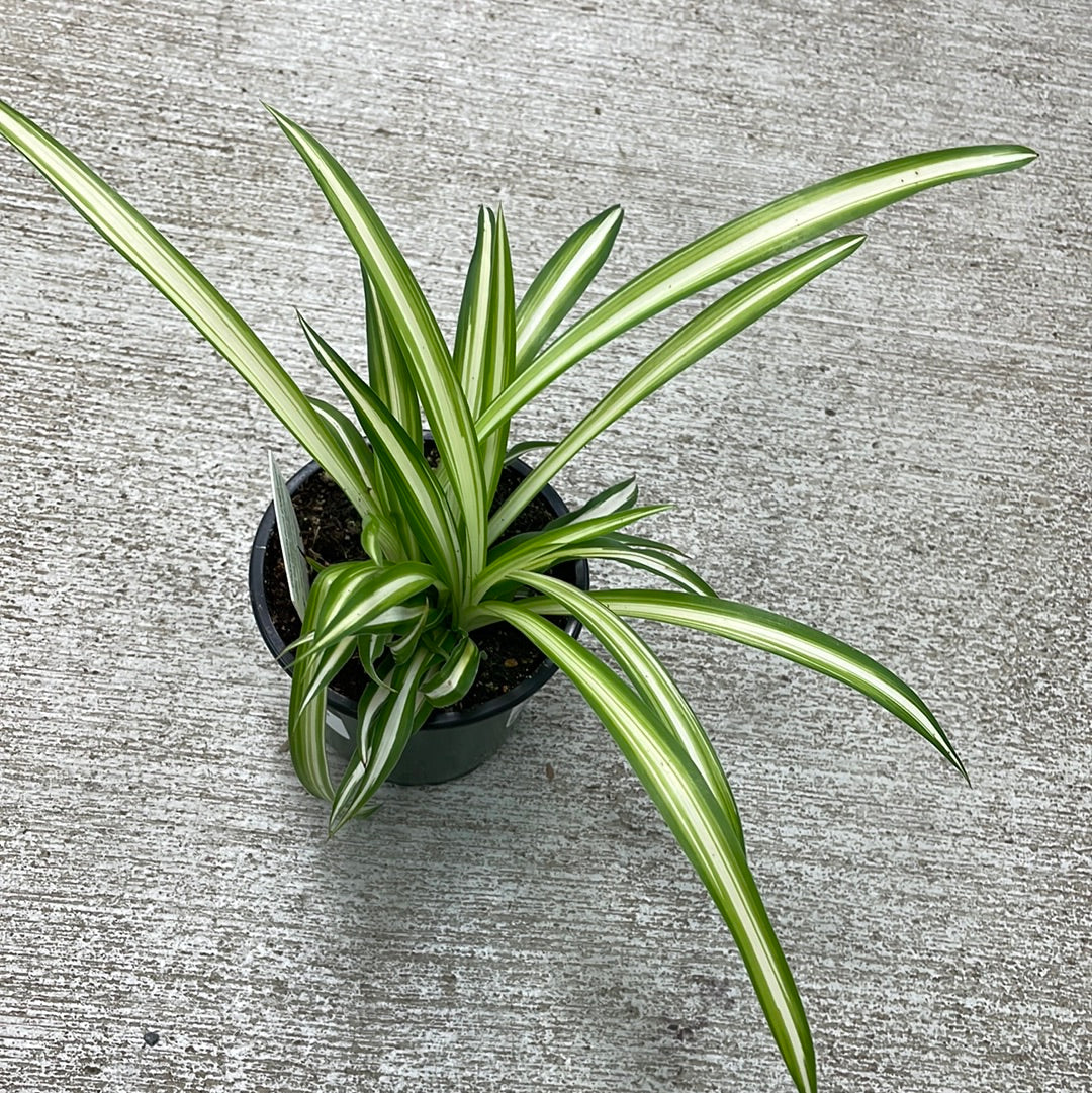 Variegated Spider Plant - 4''