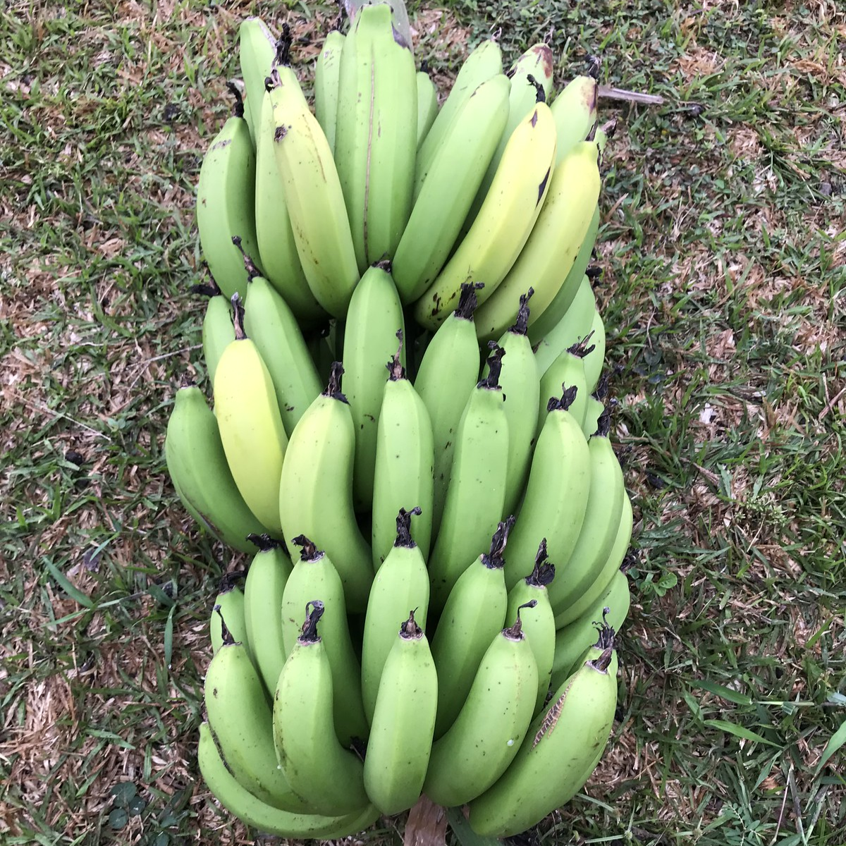 Sweetheart Banana - Musa - 2 Live Plants-Rare- LOWEST PRICE