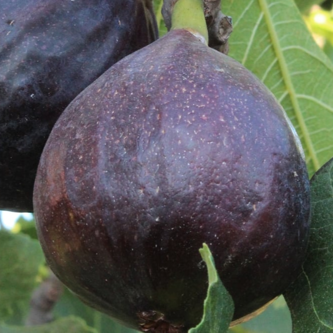 Fig Tree Edible Live Plants : Violet de Bordeaux, Black Mission White Marseilles