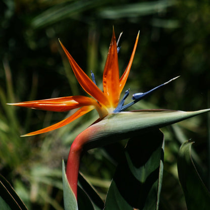 Bird of Paradise - Strelitzia Reginae